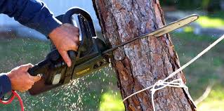 Best Commercial Tree Services  in Trexlertown, PA