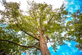 Reliable Trexlertown, PA Tree Care Solutions