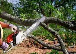 How Our Tree Care Process Works  in  Trexlertown, PA