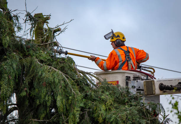 Best Utility Line Clearance  in Trexlertown, PA