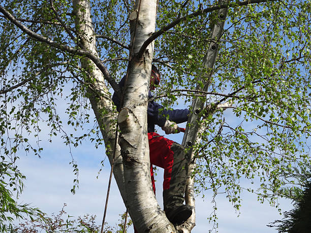Best Tree Health Inspection  in Trexlertown, PA