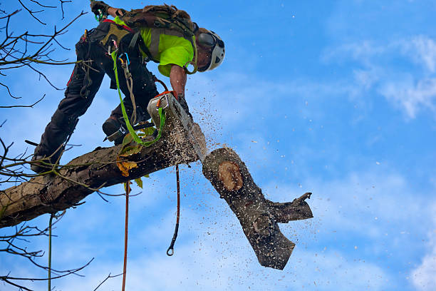 Tree and Shrub Care in Trexlertown, PA