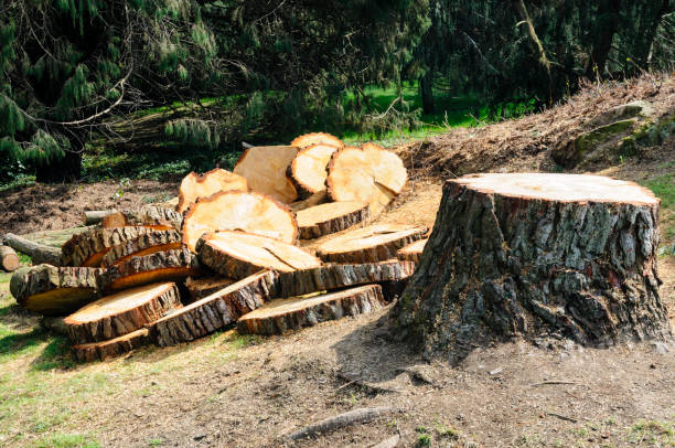 Best Storm Damage Tree Cleanup  in Trexlertown, PA